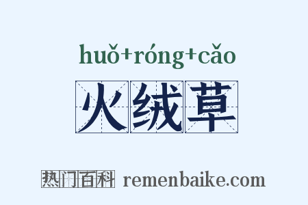 火绒草是什么意思的图片